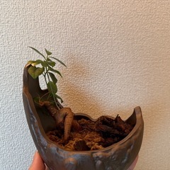 ガジュマル(小型)鉢付の画像