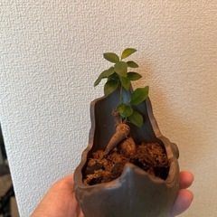 ガジュマル(小型)鉢付の画像