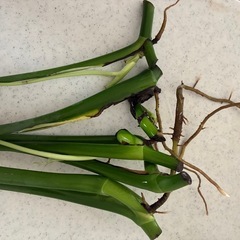 ☆モンステラ☆葉っぱ5本☆根付き☆観葉植物の画像