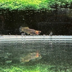 ヒレの形がカッコいい迦羅求羅　現物3匹　メダカ　めだかの画像