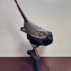 キジ剥製の画像