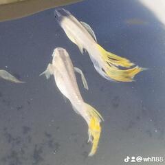 めだか、メダカ親個体松井鰭長めだか10匹の画像