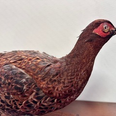 キジ剥製の画像