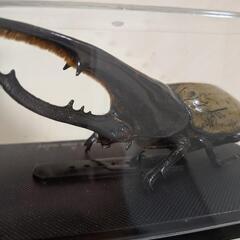 ヘラクレスオオカブト　剥製の画像