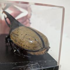 ヘラクレスオオカブト　剥製の画像