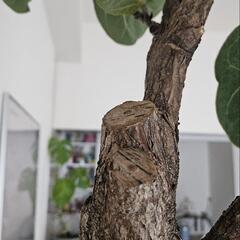 2m! おしゃれ　カシワバゴムの木 植物の画像