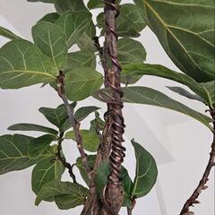 2m! おしゃれ　カシワバゴムの木 植物の画像