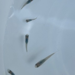 深海めだか　若魚1匹の画像