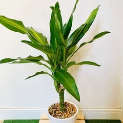 ドラセナ　ジェレ　観葉植物　鉢植え　そのまま飾れる　無機質の土の画像