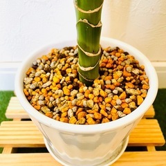 ドラセナ　ジェレ　観葉植物　鉢植え　そのまま飾れる　無機質の土の画像