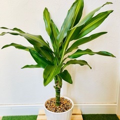ドラセナ　ジェレ　観葉植物　鉢植え　そのまま飾れる　無機質の土の画像