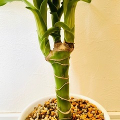 ドラセナ　ジェレ　観葉植物　鉢植え　そのまま飾れる　無機質の土の画像