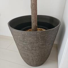 2m! おしゃれ　カシワバゴムの木 植物の画像