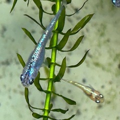 サファイアめだか　　若魚
1匹の画像