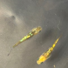 ユリシスめだか、若魚
1匹の画像