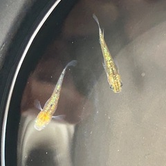ユリシスめだか、若魚
1匹の画像