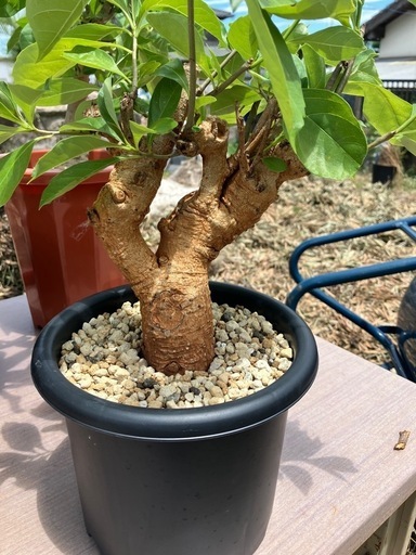 バオバブ　アダンソニア　ディギータータ　星の王子様　バオバブの木　アガベ