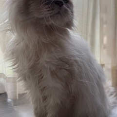 ペルシャ