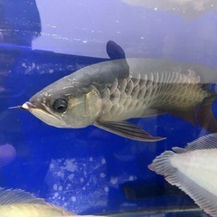 アロワナの画像