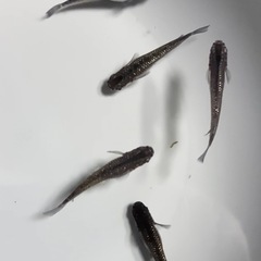 改良メダカ  幼魚  10匹  ✨クラウドグレーダイヤ✨の画像