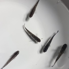 改良メダカ  幼魚  10匹  ✨クラウドグレーダイヤ✨の画像