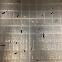 改良メダカ  幼魚  10匹  ✨クラウドグレーダイヤ✨の画像