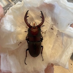 国産ノコギリクワガタ 成虫トリオ+おまけ♂1の画像