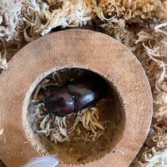 国産ノコギリクワガタ 成虫トリオ+おまけ♂1の画像