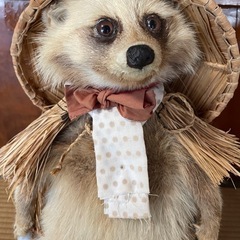 たぬき の画像