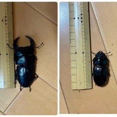 オオクワガタペア♂75ミリ♀50ミリの画像