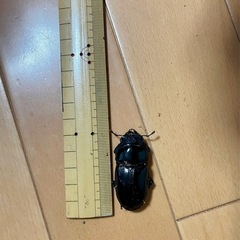 オオクワガタペア♂75ミリ♀50ミリの画像