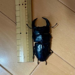 オオクワガタペア♂75ミリ♀50ミリの画像