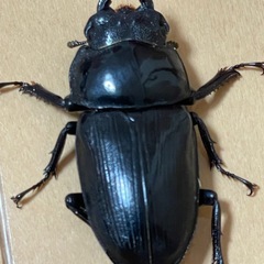 能勢産SR血統オオクワガタの画像