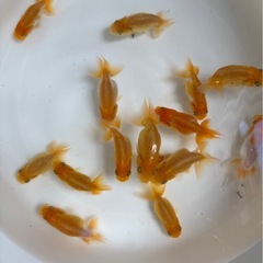 らんちゅう5匹　1000円の画像