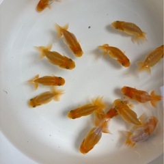 らんちゅう5匹　1000円の画像