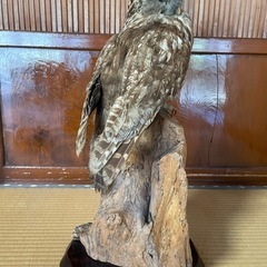 ふくろうの画像