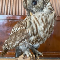 ふくろうの画像