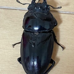 能勢産SR血統オオクワガタの画像