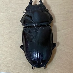 能勢産SR血統オオクワガタの画像
