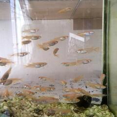今年産まれヒメダカ若魚50匹🐟①の画像