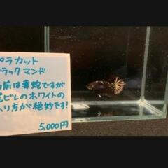 ベタ　プラカット　オス（P002）の画像