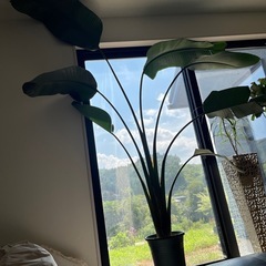 観葉植物　オーガスタ　の画像