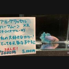 ベタ　ハーフムーン　メス（H001）の画像