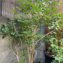 シマトネリコ約150センチの画像
