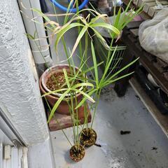 ミニシペラス苗 差し上げます。