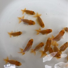 らんちゅう小　１０匹　1000円の画像