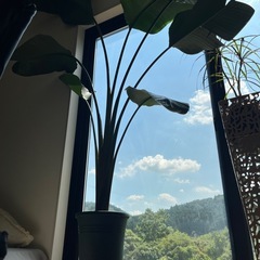 観葉植物　オーガスタ　の画像