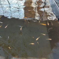 メダカの稚魚(大人になる前の子)の画像