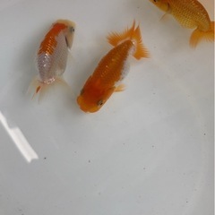 らんちゅう３匹　9センチaの画像