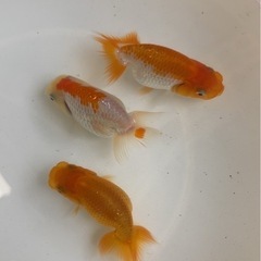らんちゅう３匹　9センチaの画像
